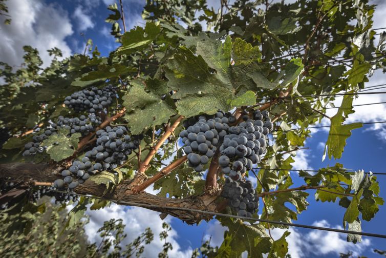 HARVEST-@-BETTINELLI-VINEYARDS-for-AB-Photo-SANDOVAL-13