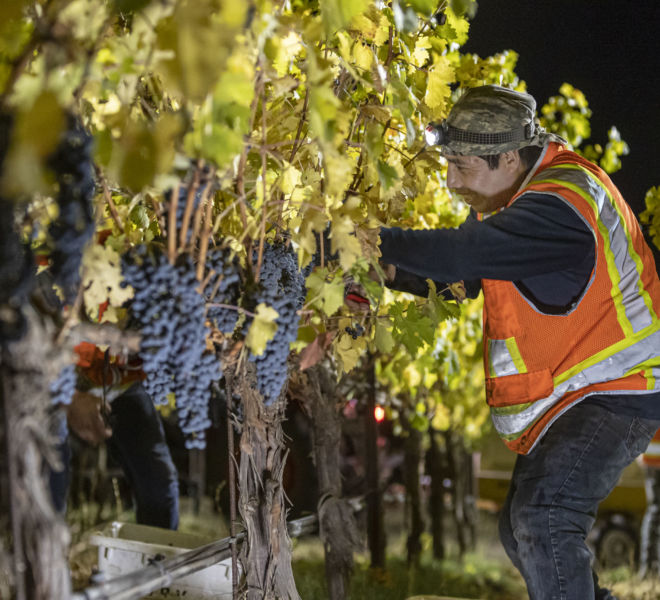 HARVEST-@-BETTINELLI-VINEYARDS-for-AB-Photo-SANDOVAL-51