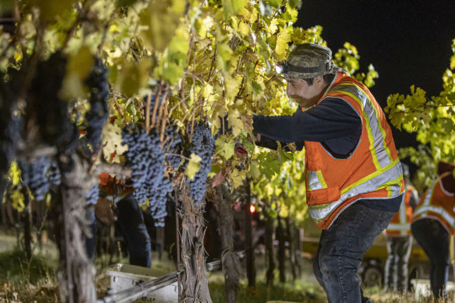HARVEST-@-BETTINELLI-VINEYARDS-for-AB-Photo-SANDOVAL-51