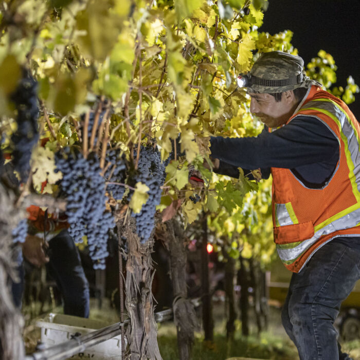 HARVEST-@-BETTINELLI-VINEYARDS-for-AB-Photo-SANDOVAL-51