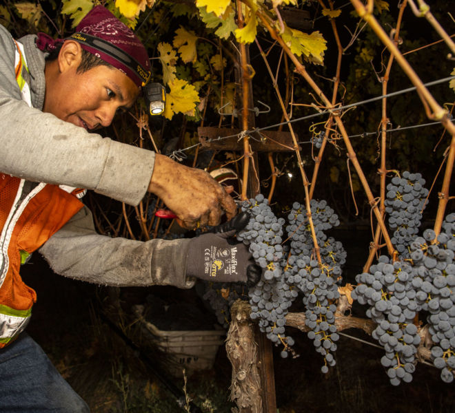 HARVEST-@-BETTINELLI-VINEYARDS-for-AB-Photo-SANDOVAL-63