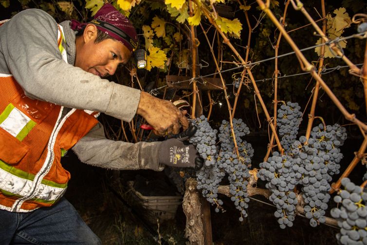 HARVEST-@-BETTINELLI-VINEYARDS-for-AB-Photo-SANDOVAL-63