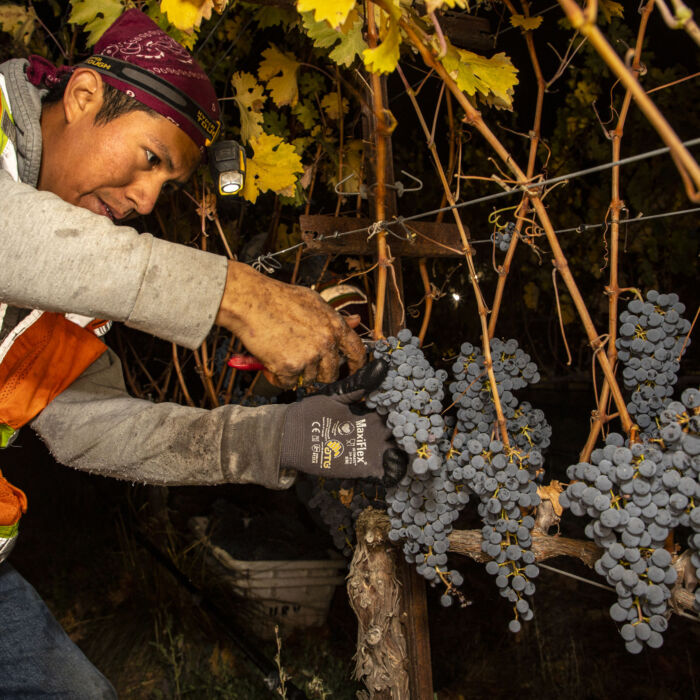 HARVEST-@-BETTINELLI-VINEYARDS-for-AB-Photo-SANDOVAL-63